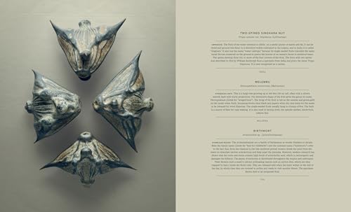 The Hidden Beauty of Seeds & Fruits: The Photography of Levon Biss