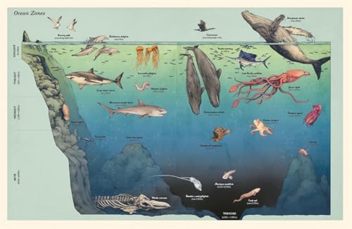 Oceanarium (Junior Edition)