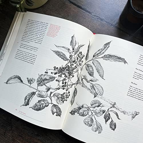 The New Sylva: A Discourse of Forest and Orchard Trees for the Twenty-First Century